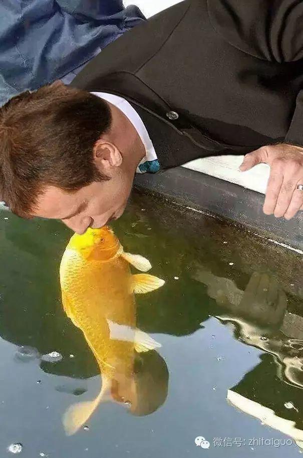 泰国一只想要上演“鱼汪之恋”的汪星人【泰国佛牌】 泰国一只想要上演“鱼汪之恋”的汪星人【泰国佛牌】