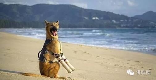 泰国一小狗被残忍砍断双腿 获装假肢开心玩耍【泰国佛牌】 泰国一小狗被残忍砍断双腿 获装假肢开心玩耍【泰国佛牌】