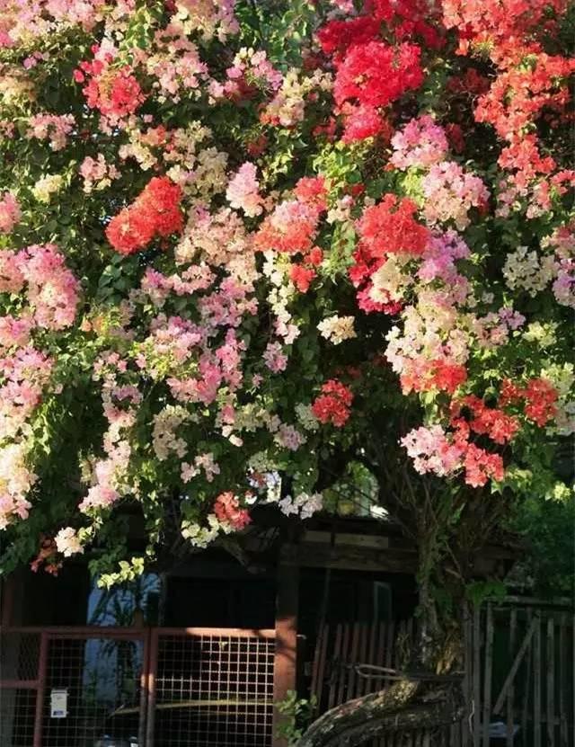 在泰国,逛集市才是正经事【泰国佛牌】 在泰国,逛集市才是正经事-图片11