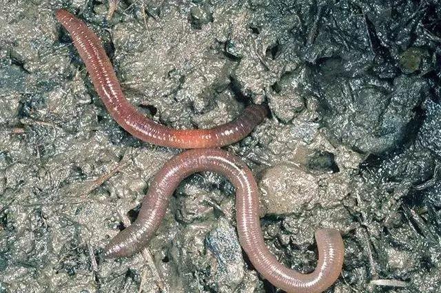 震憾!!放生竟有如此的大功德利益!【泰国佛牌】 震憾!!放生竟有如此的大功德利益!-图片10