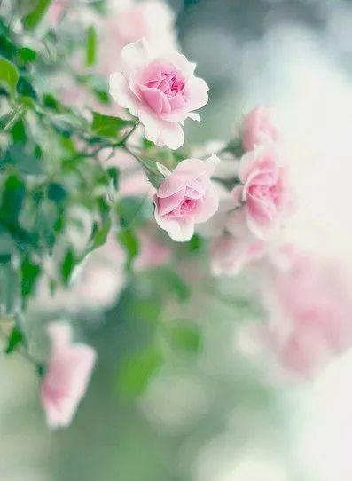 家的温度决定人生是否成功【泰国佛牌】 家的温度决定人生是否成功-图片1