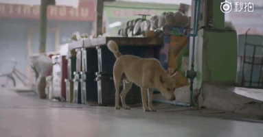 灵魂很难看透,真相也是!其实,天使在人间【泰国佛牌】 灵魂很难看透,真相也是!其实,天使在人间【泰国佛牌】