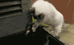 众生皆有爱——震惊人类，羞愧你我【泰国佛牌】