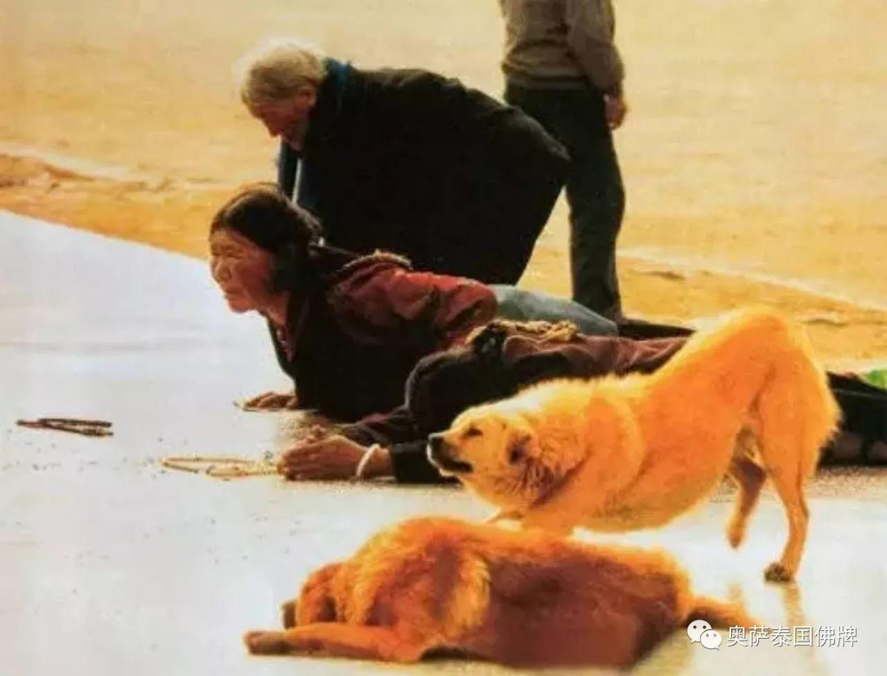 会拜佛的动物太有爱了！当你生气的时候不妨看看-图片1