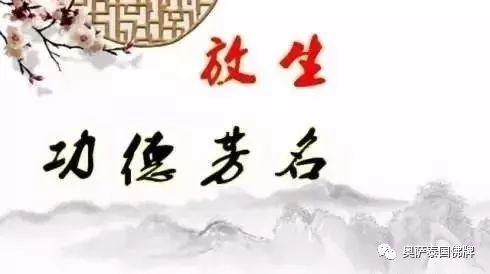 放生就是救自己，救家人，佛弟子要学会智慧地放生！-图片4