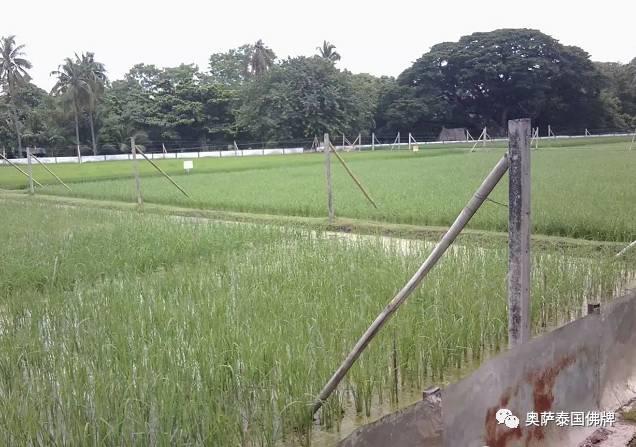 泰国九世王的皇宫世界仅有，竟全长满了“草”-图片20