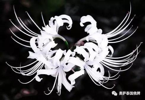 关于曼珠沙华在佛教文化中的渊源与意义?-图片3