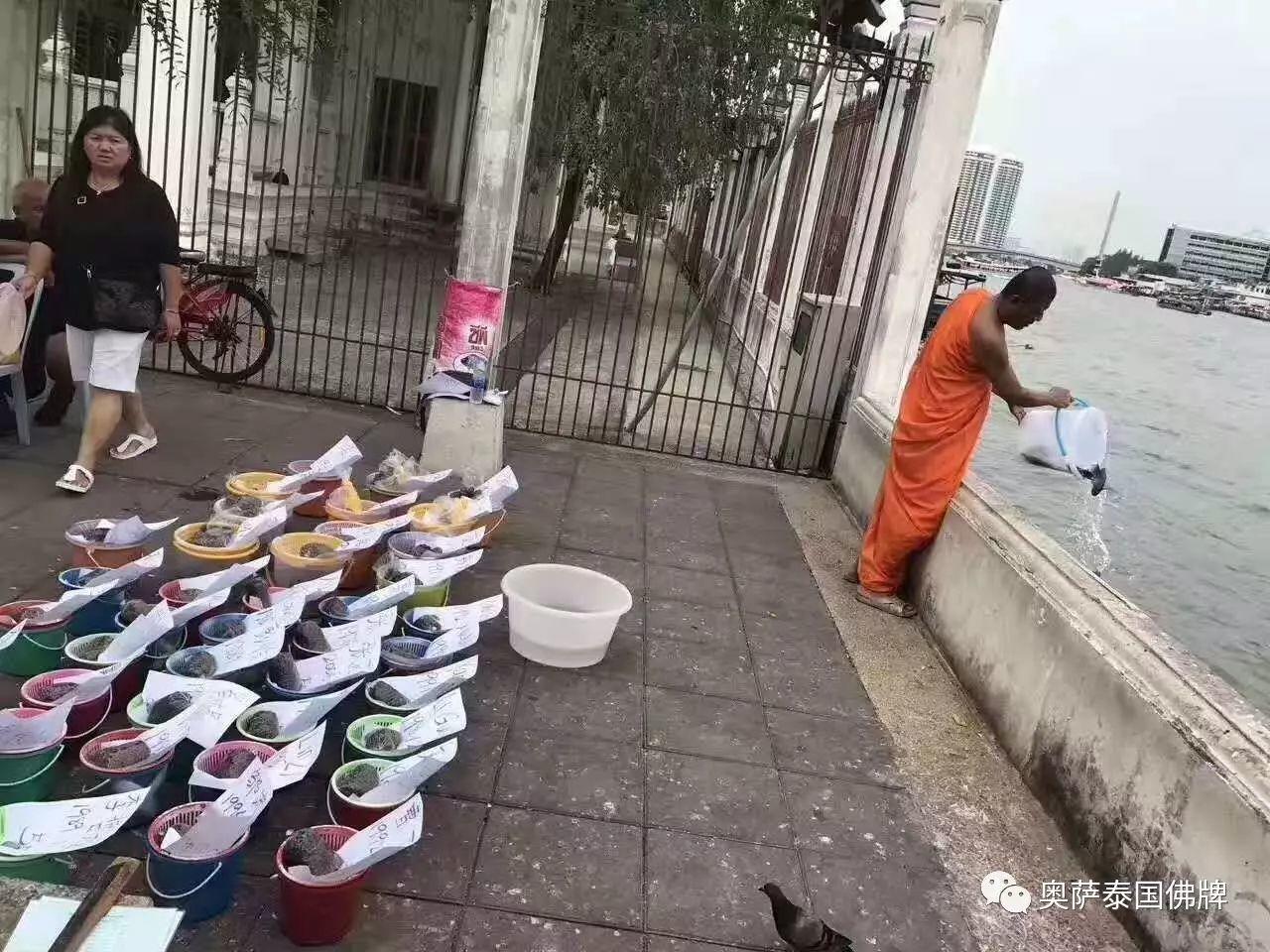 放生功德：生生不息。善心相感，正似子孙代代相传，永远福寿……-图片3