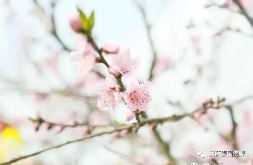 失传百年的聚财开运法被算命大师爆出,快快收藏吧!【泰国佛牌】 失传百年的聚财开运法被算命大师爆出,快快收藏吧!-图片6