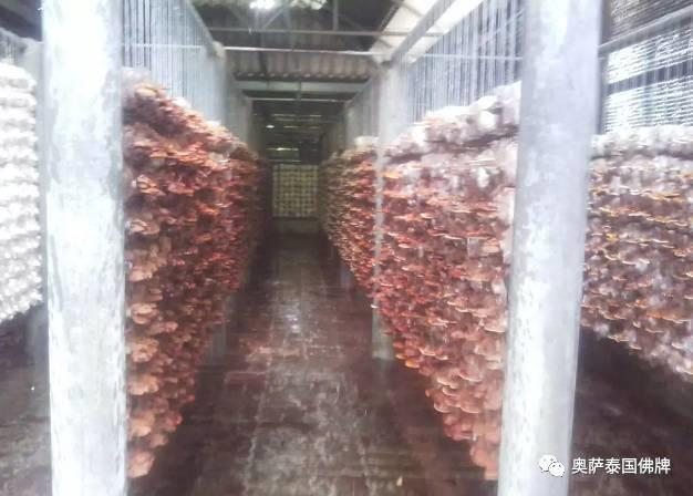 泰国九世王的皇宫世界仅有，竟全长满了“草”-图片24