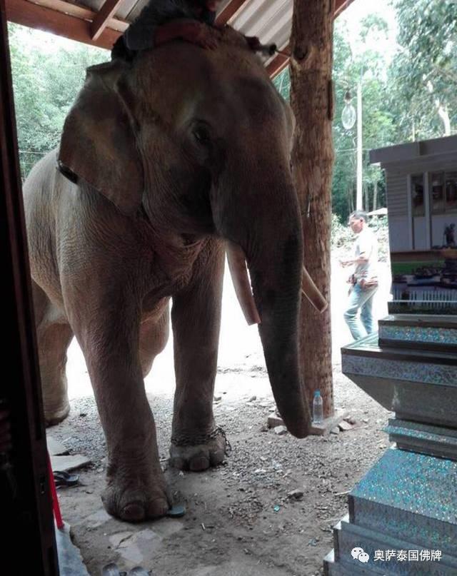 照顾大象10余年的主人去世 大象流泪跪拜遗体-图片3
