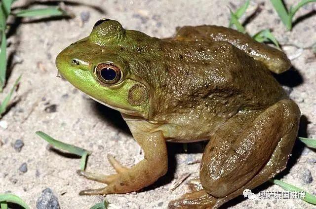 八大灵性动物，不可杀，切勿食！-图片5