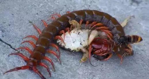 古今蛊术、降头,神秘诡术奇谭!外出旅行必须懂!【泰国佛牌】 古今蛊术、降头,神秘诡术奇谭!外出旅行必须懂!-图片1