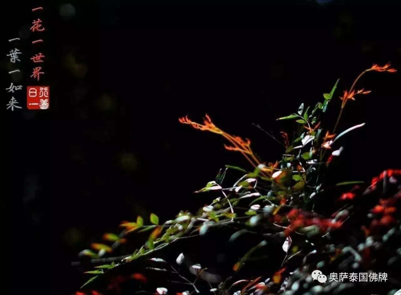 孝敬父母,等于供佛(火遍朋友圈)【泰国佛牌】 孝敬父母,等于供佛(火遍朋友圈)-图片7