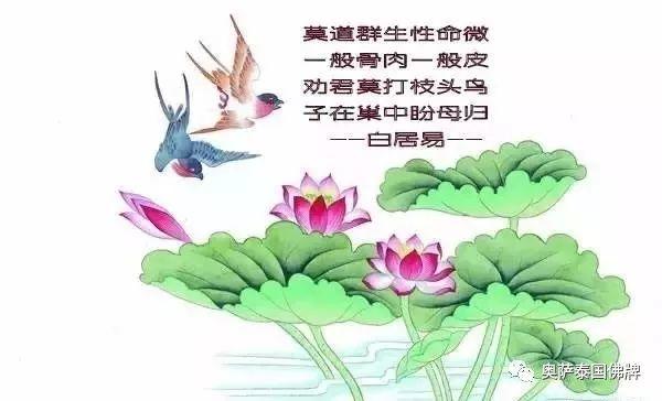 放生就是救自己，救家人，佛弟子要学会智慧地放生！-图片2