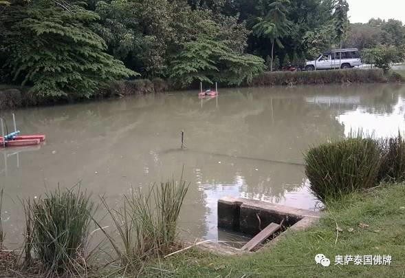 泰国九世王的皇宫世界仅有，竟全长满了“草”-图片15