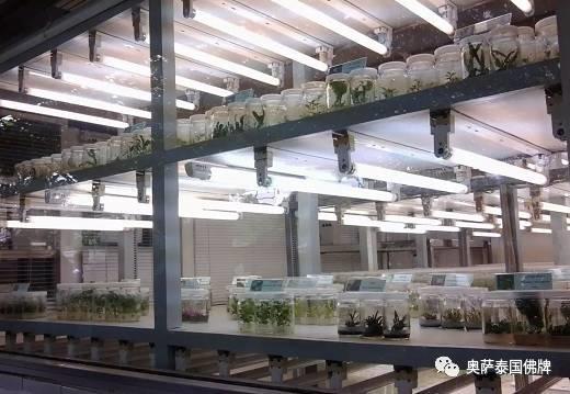 泰国九世王的皇宫世界仅有，竟全长满了“草”-图片47