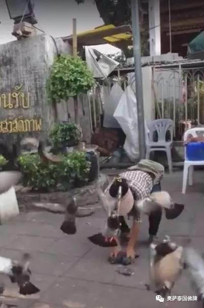 泰国寺庙附近明目张胆的上演“放生”骗局-图片1