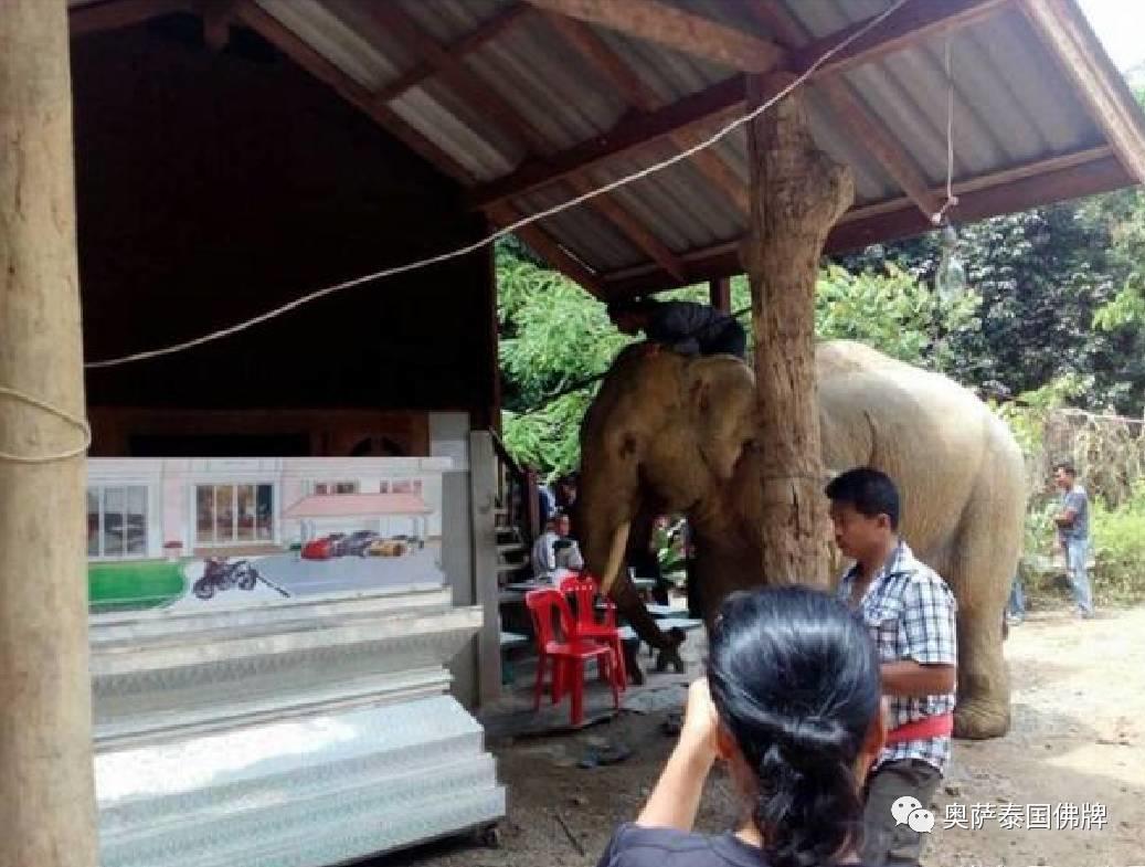 照顾大象10余年的主人去世 大象流泪跪拜遗体-图片2