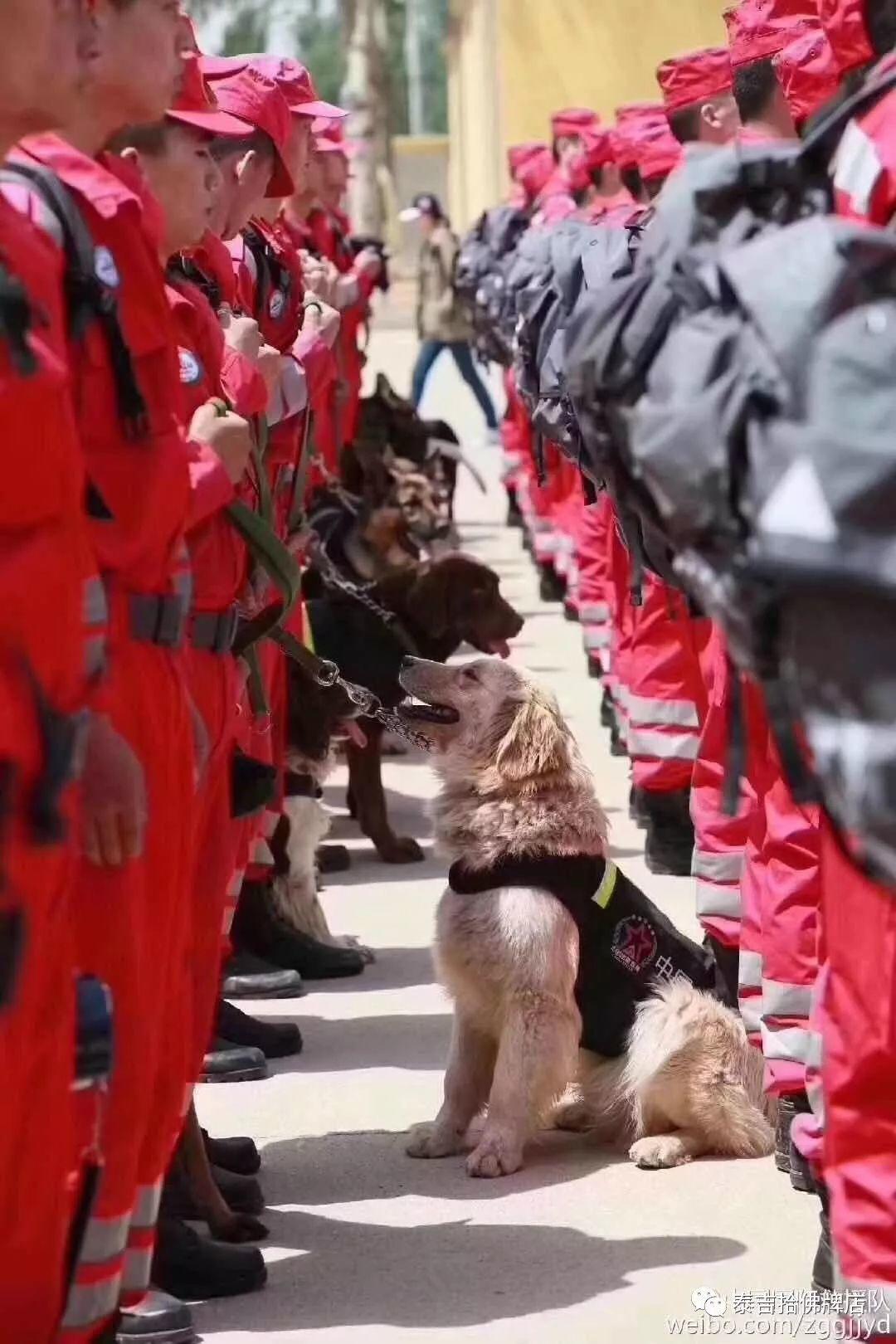 用狗朝前 不用狗朝后 四川地震了他们又来了【泰国佛牌】