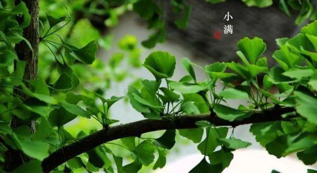 人生最好的状态是-小满-图片3