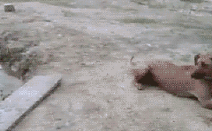 众生皆有爱——震惊人类，羞愧你我【泰国佛牌】