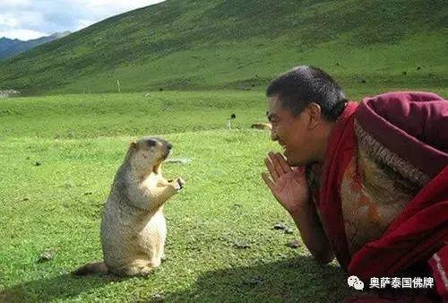 会拜佛的动物太有爱了!当你生气的时候不妨看看【泰国佛牌】 会拜佛的动物太有爱了!当你生气的时候不妨看看-图片10