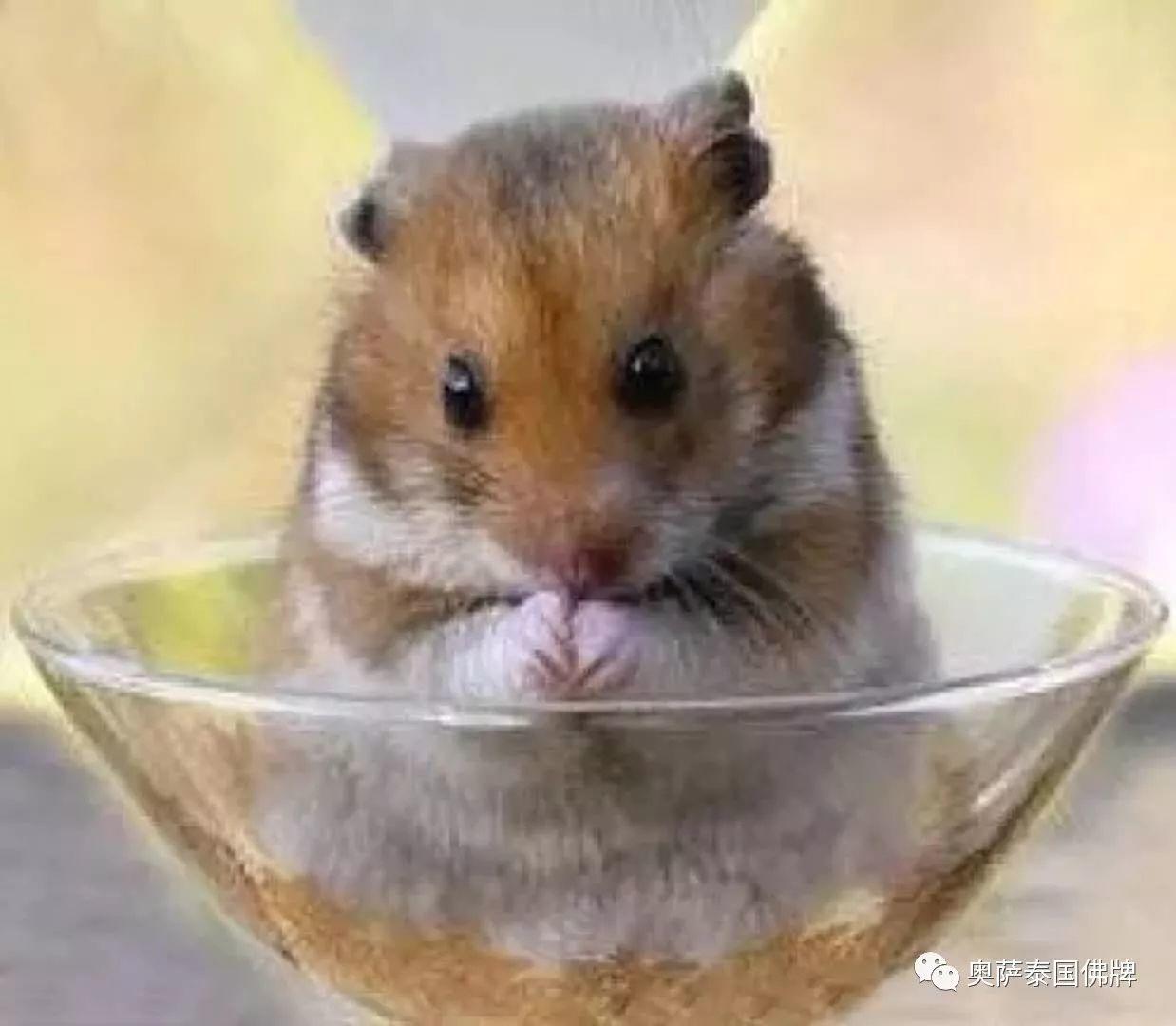 会拜佛的动物太有爱了!当你生气的时候不妨看看【泰国佛牌】 会拜佛的动物太有爱了!当你生气的时候不妨看看-图片9