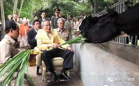 泰国九世王不为人知的那些事-图片84