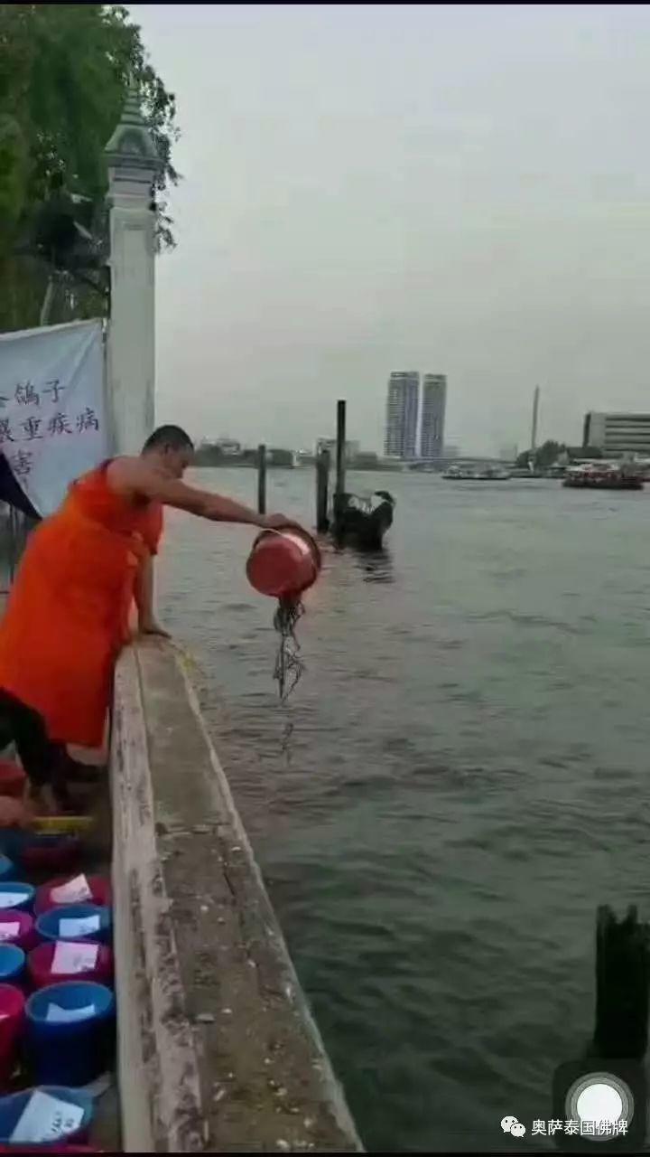 放生功德：生生不息。善心相感，正似子孙代代相传，永远福寿……-图片2