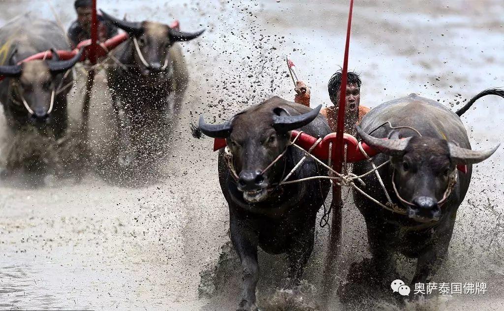 泰年度水牛竞赛 选手泥地驾牛狂奔-图片5