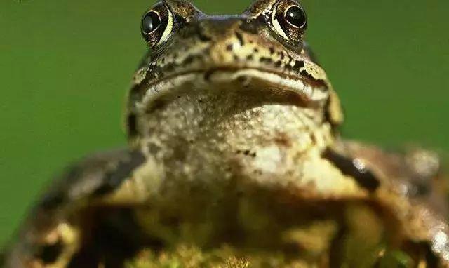 震憾!!放生竟有如此的大功德利益!【泰国佛牌】 震憾!!放生竟有如此的大功德利益!-图片6