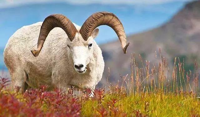 震憾!!放生竟有如此的大功德利益!【泰国佛牌】 震憾!!放生竟有如此的大功德利益!-图片11