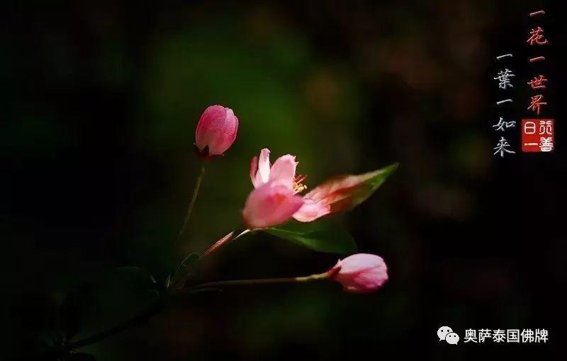 孝敬父母,等于供佛(火遍朋友圈)【泰国佛牌】 孝敬父母,等于供佛(火遍朋友圈)-图片4