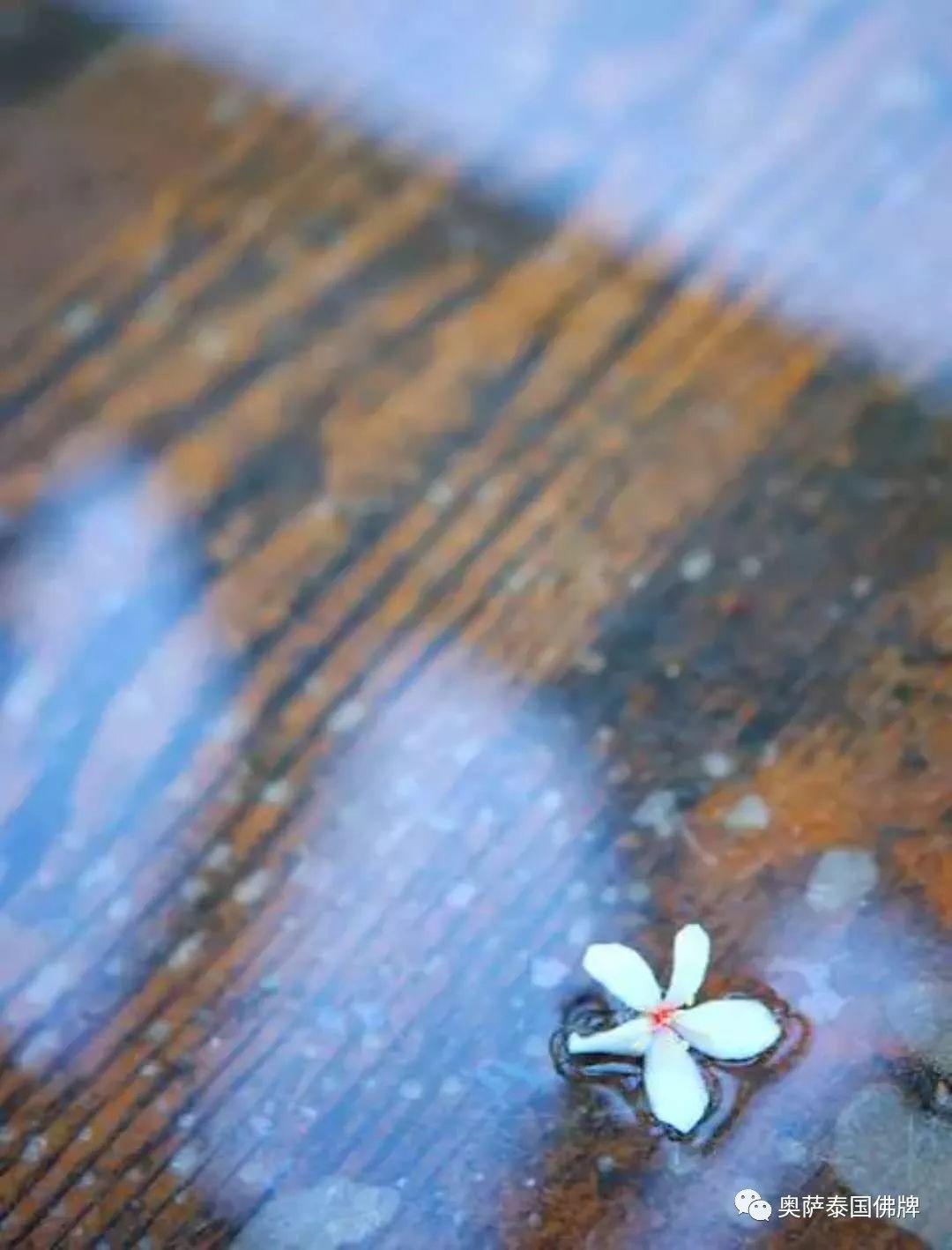 回归一颗无尘的心-图片6