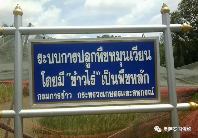 泰国九世王的皇宫世界仅有，竟全长满了“草”-图片19
