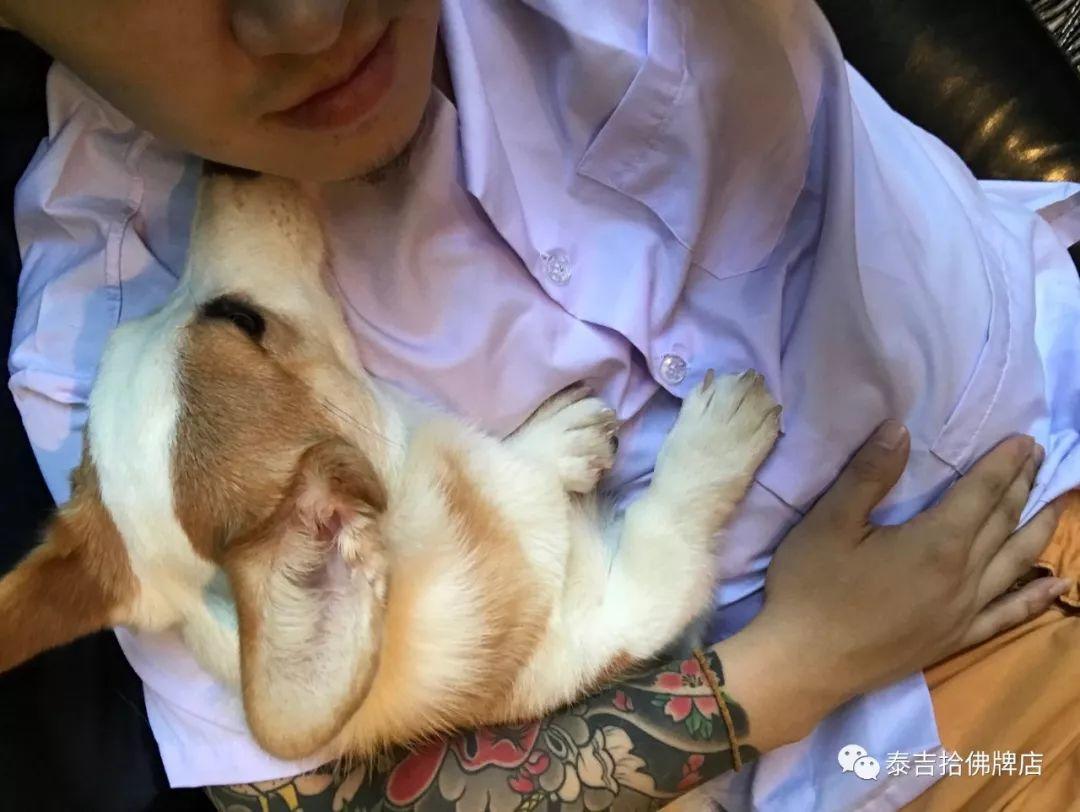 在祖国的怀抱里一条生命就这么不值钱-图片3