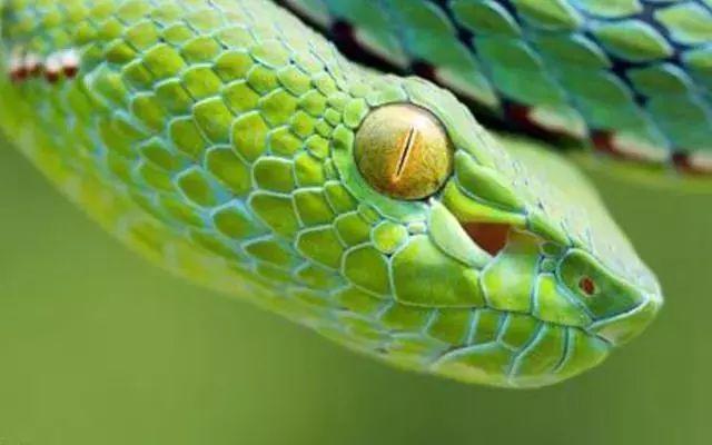 震憾!!放生竟有如此的大功德利益!【泰国佛牌】 震憾!!放生竟有如此的大功德利益!-图片5