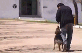 主人去世，爱犬随之消失，11年后真相大白-图片6