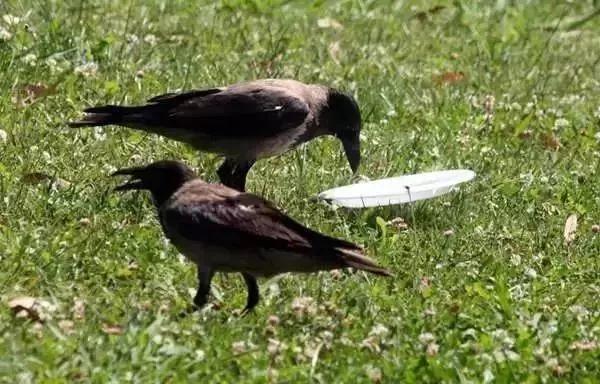 众生皆有爱——震惊人类，羞愧你我【泰国佛牌】