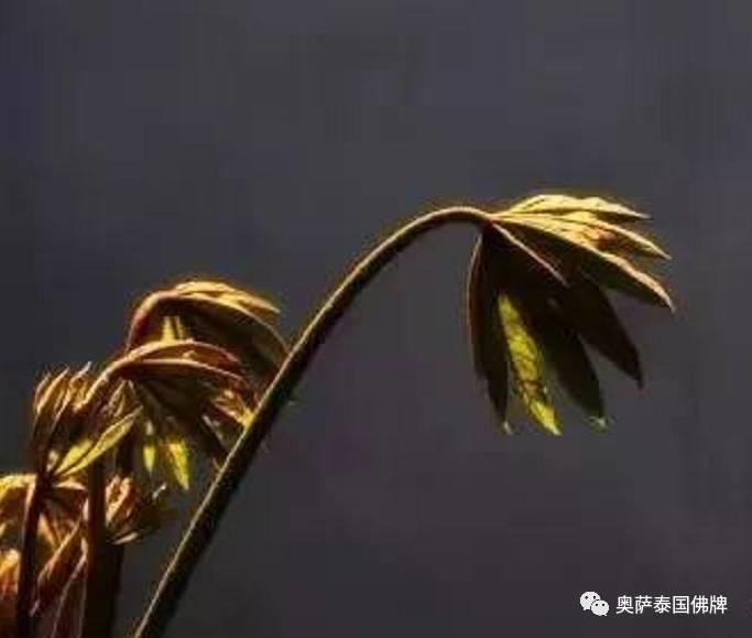 佛说人有“七情六欲”是哪七情、哪六欲?【泰国佛牌】 佛说人有“七情六欲”是哪七情、哪六欲?-图片7