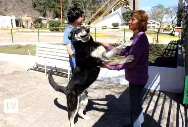 主人去世，爱犬随之消失，11年后真相大白-图片4