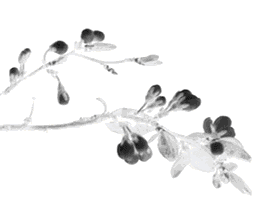 【鬼月说鬼】关于鬼节的典故-图片6