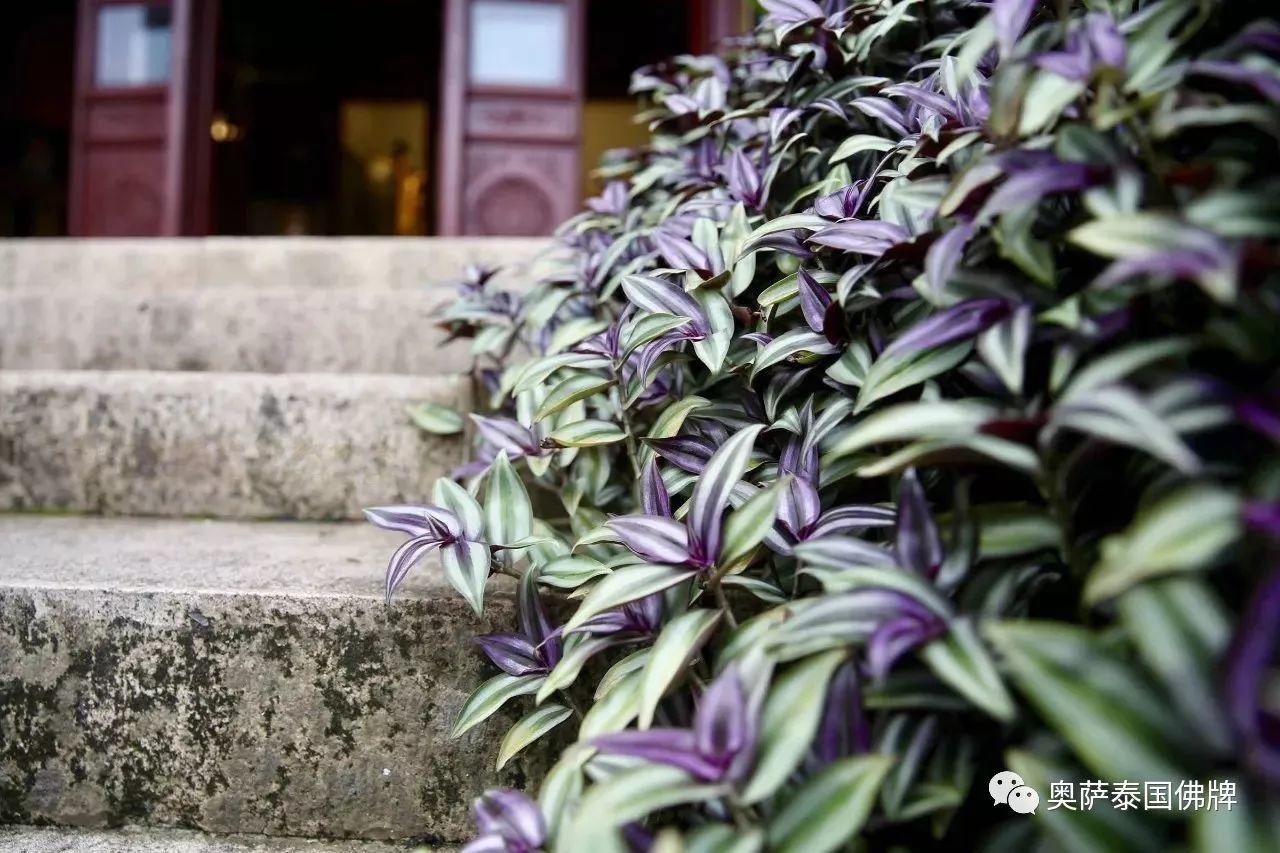 佛教常识丨“八苦”到底指的是什么?【泰国佛牌】 佛教常识丨“八苦”到底指的是什么?-图片2