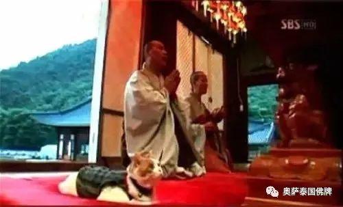 会拜佛的动物太有爱了!当你生气的时候不妨看看【泰国佛牌】 会拜佛的动物太有爱了!当你生气的时候不妨看看-图片6