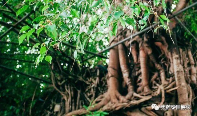 泰国灵验佛寺带你领略 鬼斧神工的树中的庙宇【泰国佛牌】 泰国灵验佛寺带你领略 鬼斧神工的树中的庙宇-图片6