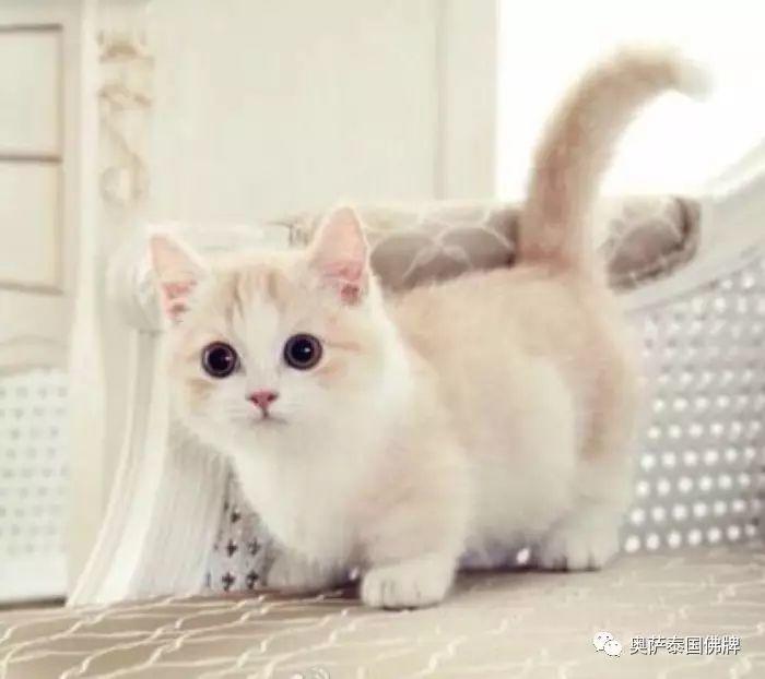 八大灵性动物，不可杀，切勿食！-图片1