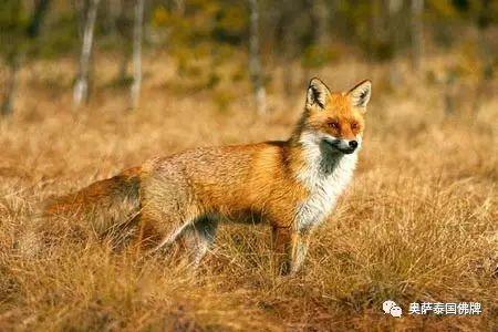 八大灵性动物，不可杀，切勿食！-图片8