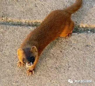 八大灵性动物，不可杀，切勿食！-图片7