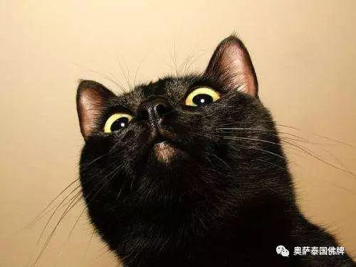 别带这些旅行纪念品回家-图片1